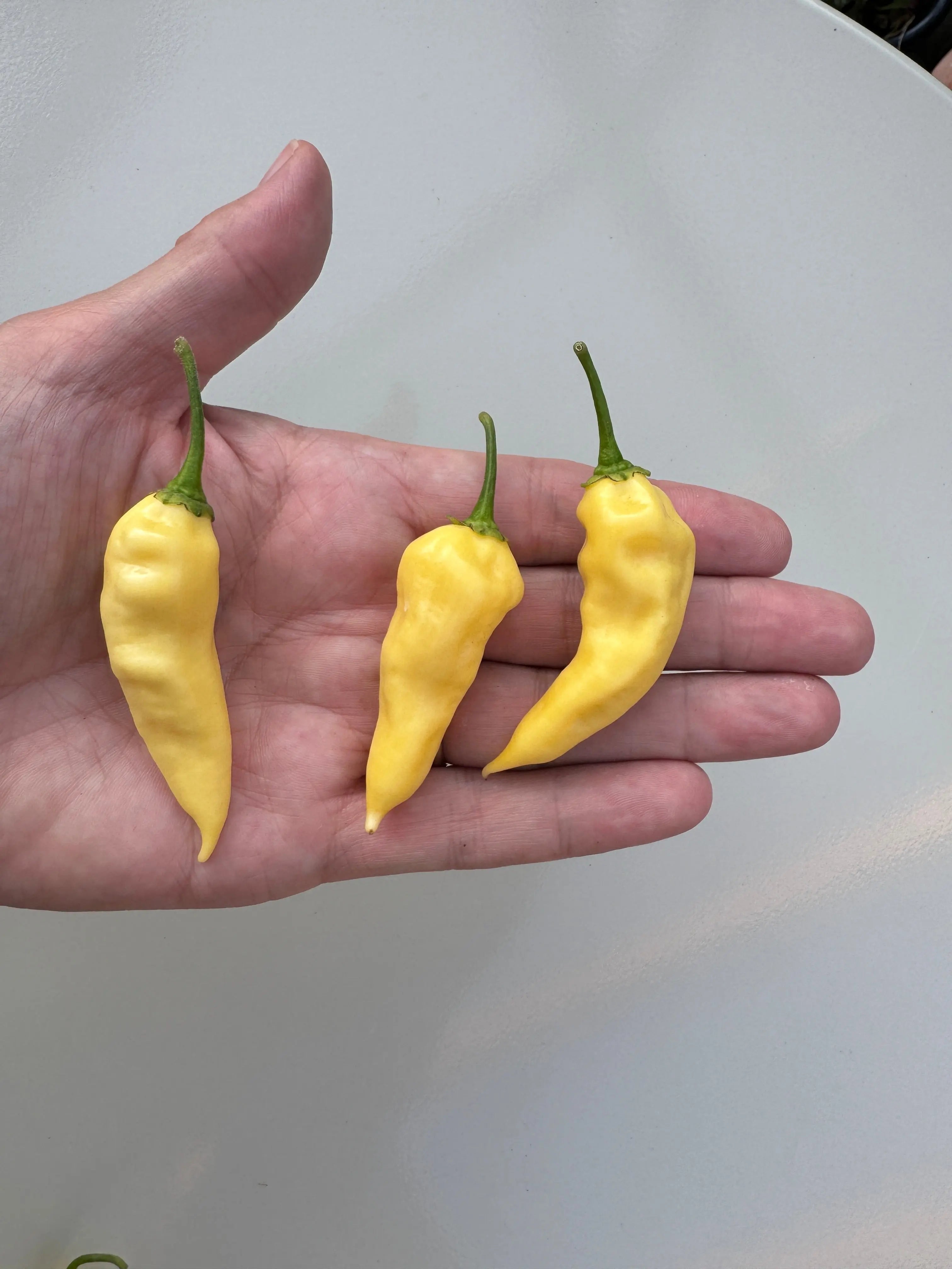 Bhut Jolokia White Heat Chilli - Bishy Barnabees Cottage Garden Ltd