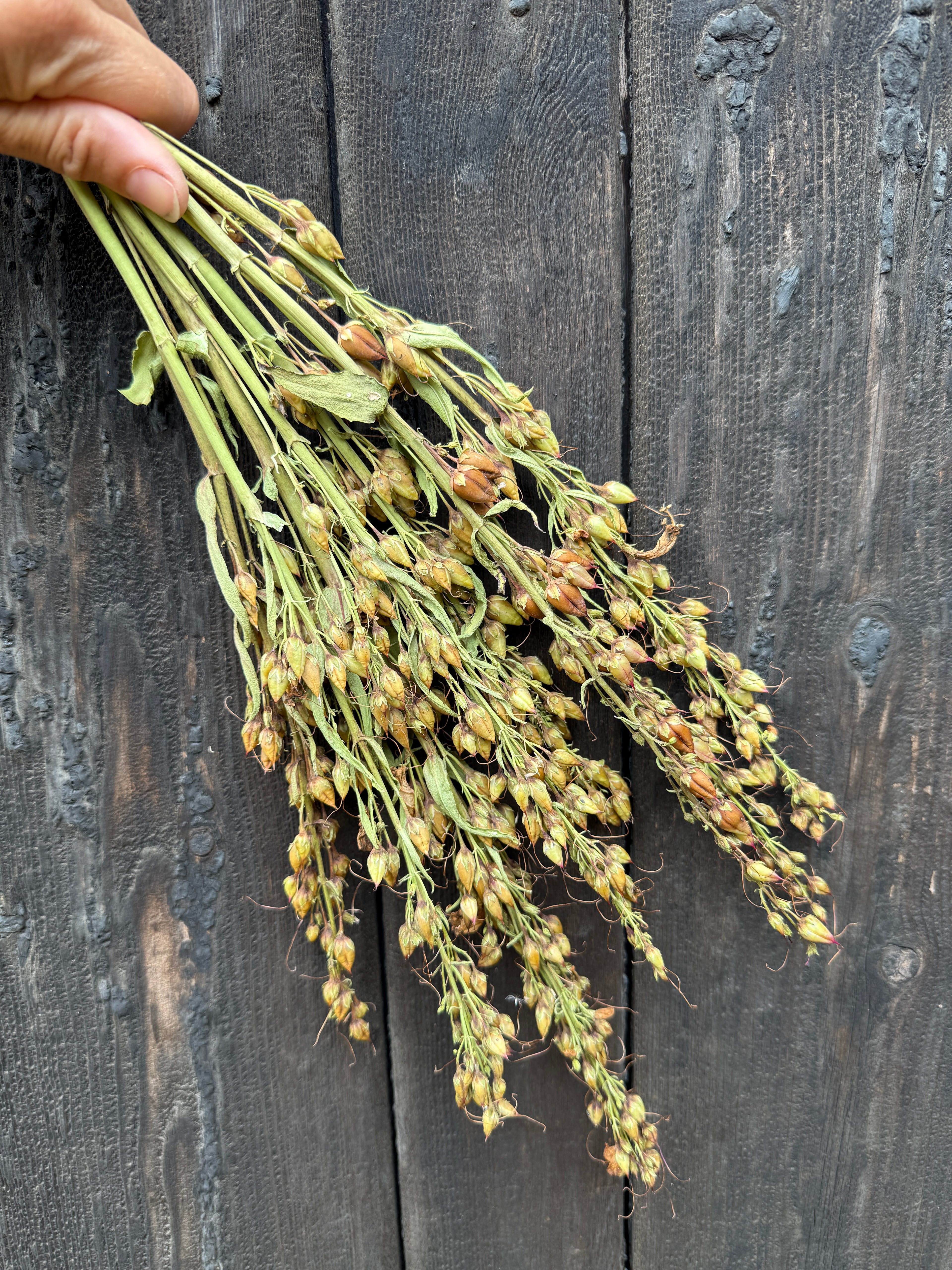 Penstemon Dried