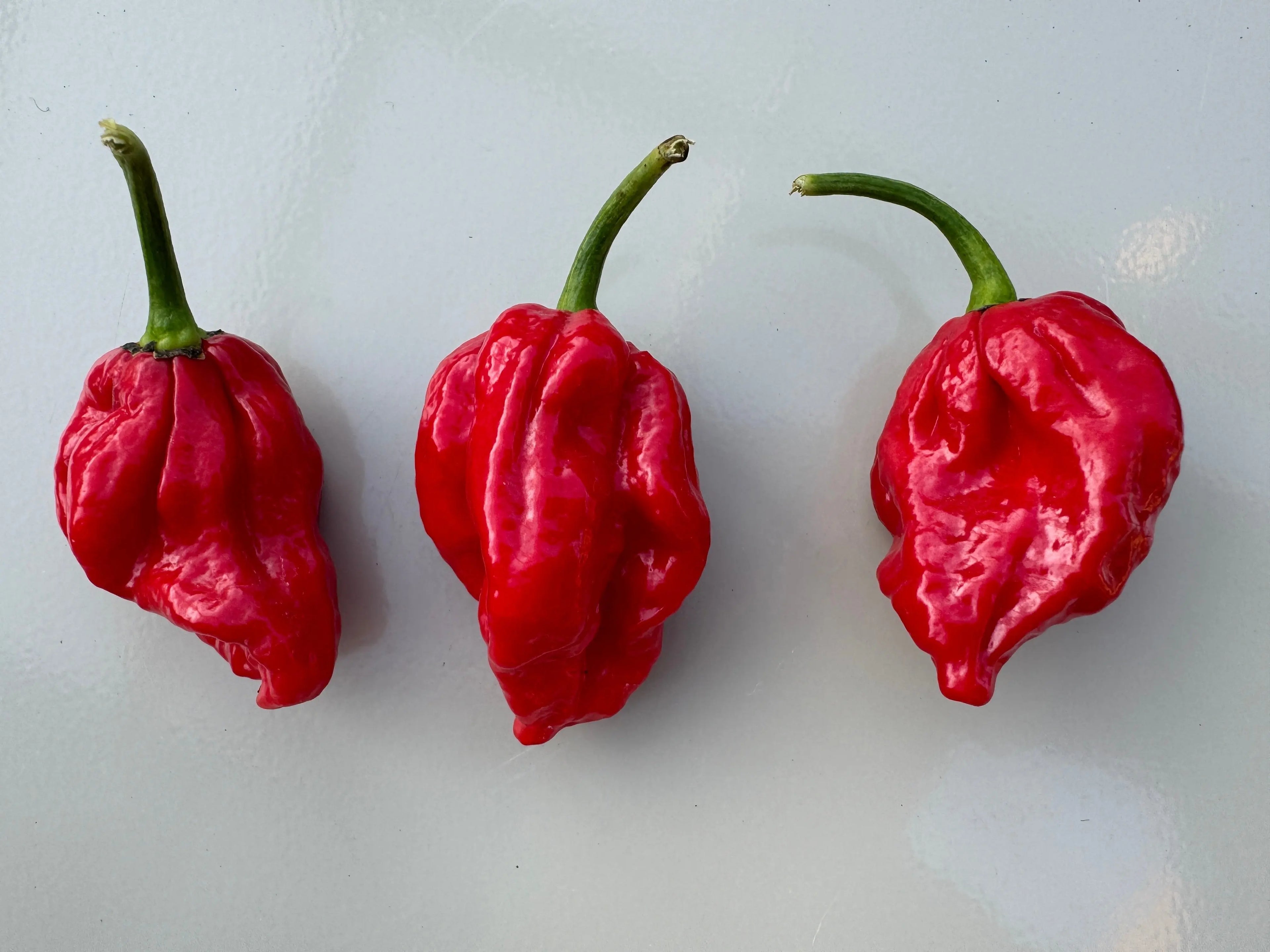 Trinidad Scorpion &