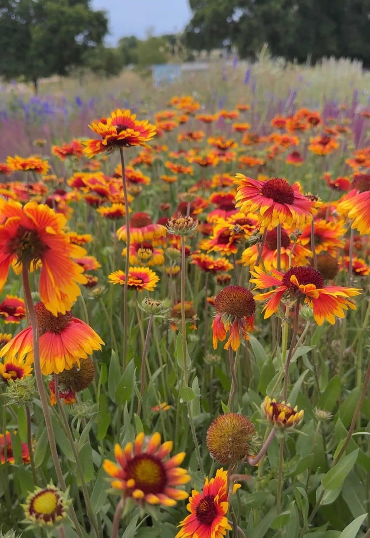 A vibrant field of hardy perennial Gaillardia Aristata Bicolour Goblin from Bishy Barnabees Cottage Garden in bloom, with lush green foliage and hints of purple wildflowers under a partly cloudy sky, all grown from premium seeds.