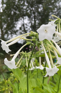 Nicotiana White Trumpets by Bishy Barnabees Cottage Garden features clusters of white trumpet flowers with long tubes and green stems, blooming beautifully outdoors against lush foliage and blurred trees.