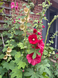 Hollyhock Bishy Barnabee Mix