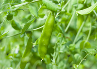 Pea Mangetout Carouby de Maussane