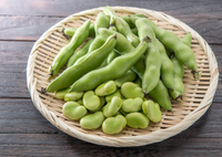 Broad Bean 'Aquadulce Claudia'