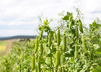 Pea 'Hurst Greenshaft'