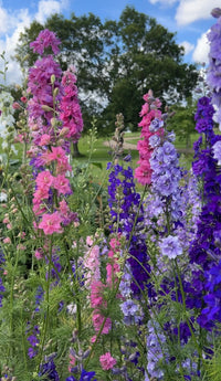 Larkspur Giant Imperial Mix by Bishy Barnabees Cottage Garden features tall pink, purple, and violet blooms among lush green foliage—ideal for garden beauty or use as wedding confetti.
