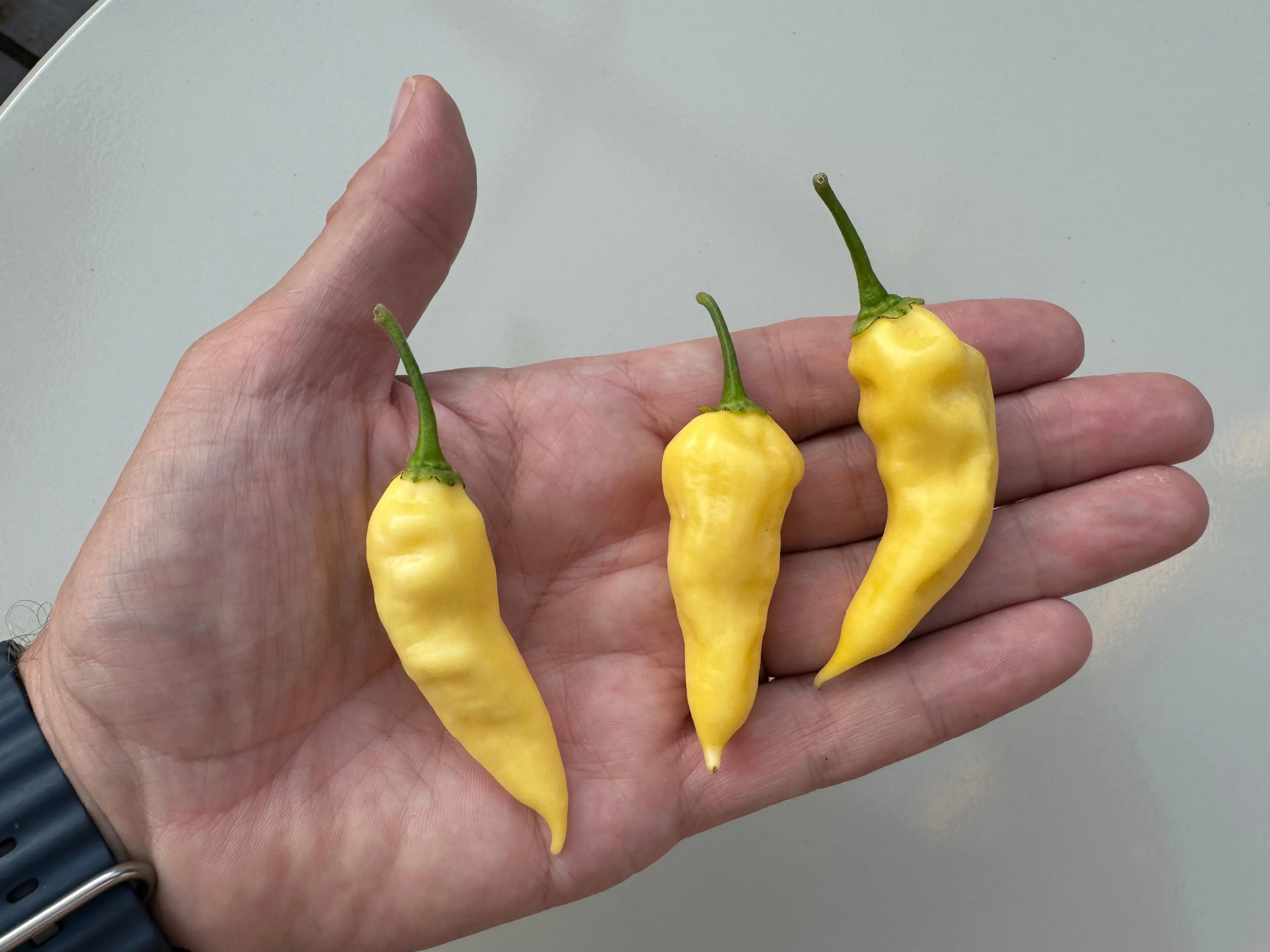 Bhut Jolokia White Heat Chilli - Bishy Barnabees Cottage Garden Ltd
