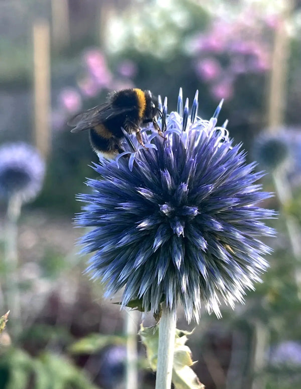 A close-up of a bumblebee on a spiky, round purple Echinops ritro Veitch's Blue flower from Bishy Barnabees Cottage Garden, with a blurred background of greenery and other Globe Thistle seeds.
