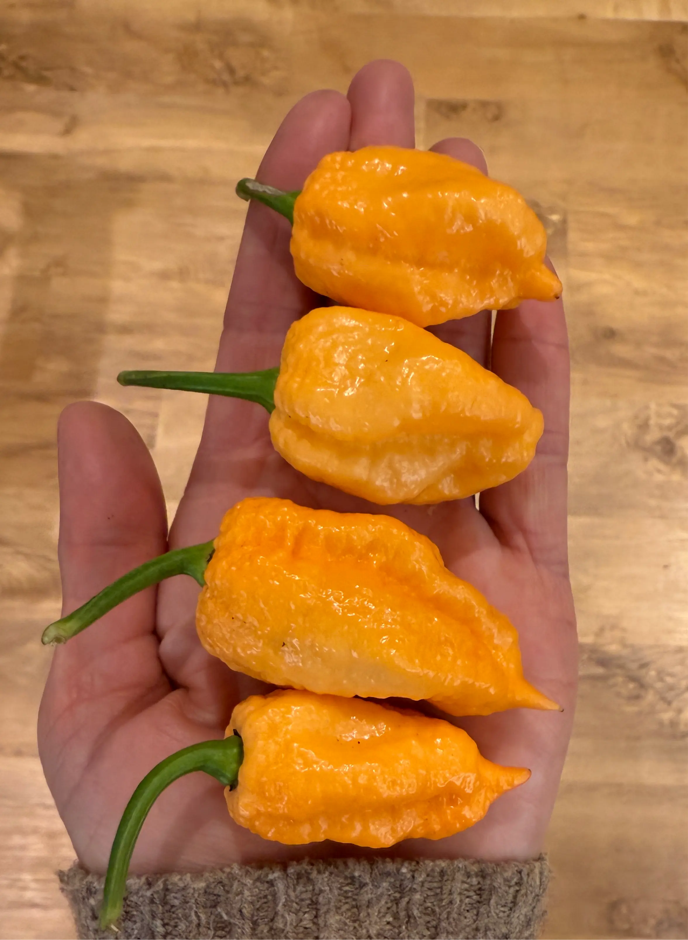 Pink Reaper Chilli - Bishy Barnabees Cottage Garden Ltd