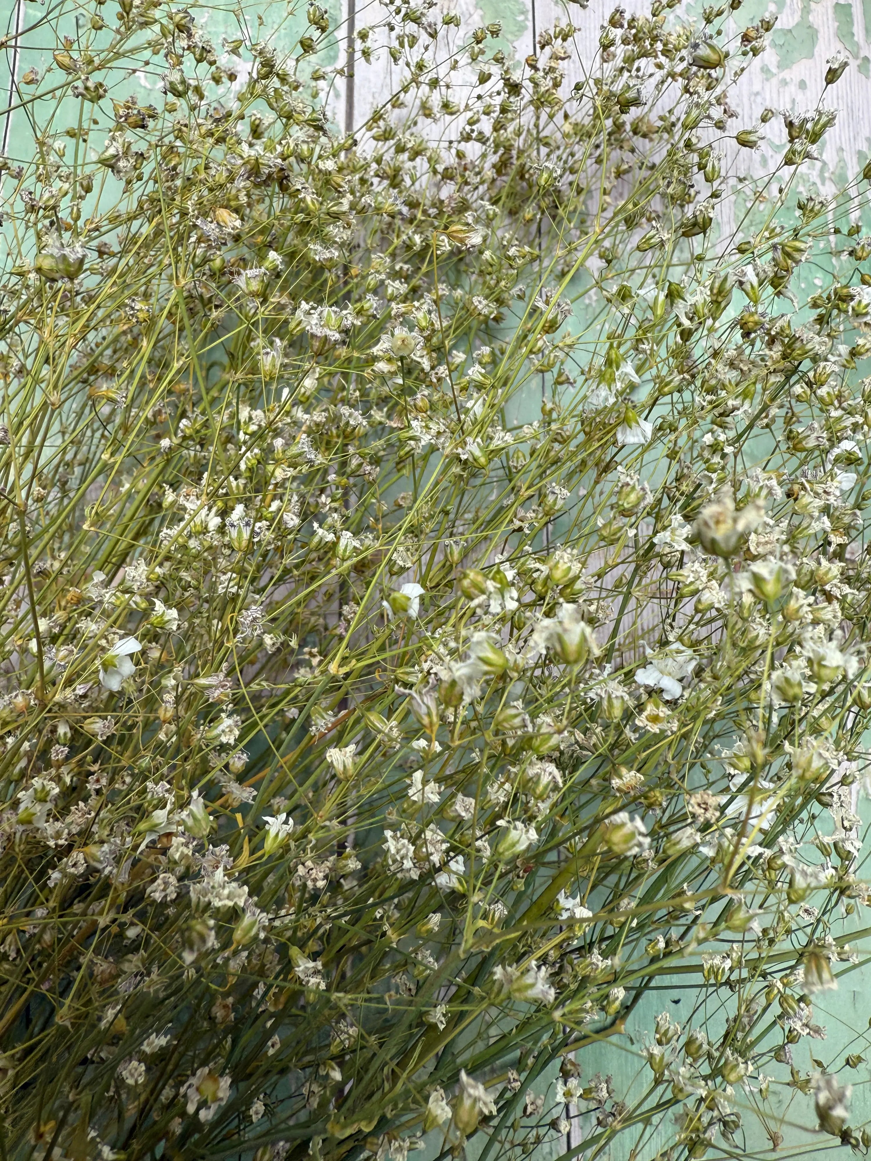 A bunch of Gypsophila Dried by Bishy Barnabees Cottage Garden Ltd, featuring small white blooms and thin green stems, is arranged against a rustic turquoise and white wooden background.