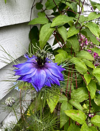 Nigella hispanica by Bishy Barnabees Cottage Garden displays vivid violet-blue blooms with layered petals, spiky green leaves, and forms striking seed pods amid lush foliage and climbing vines near a white-paneled wall.