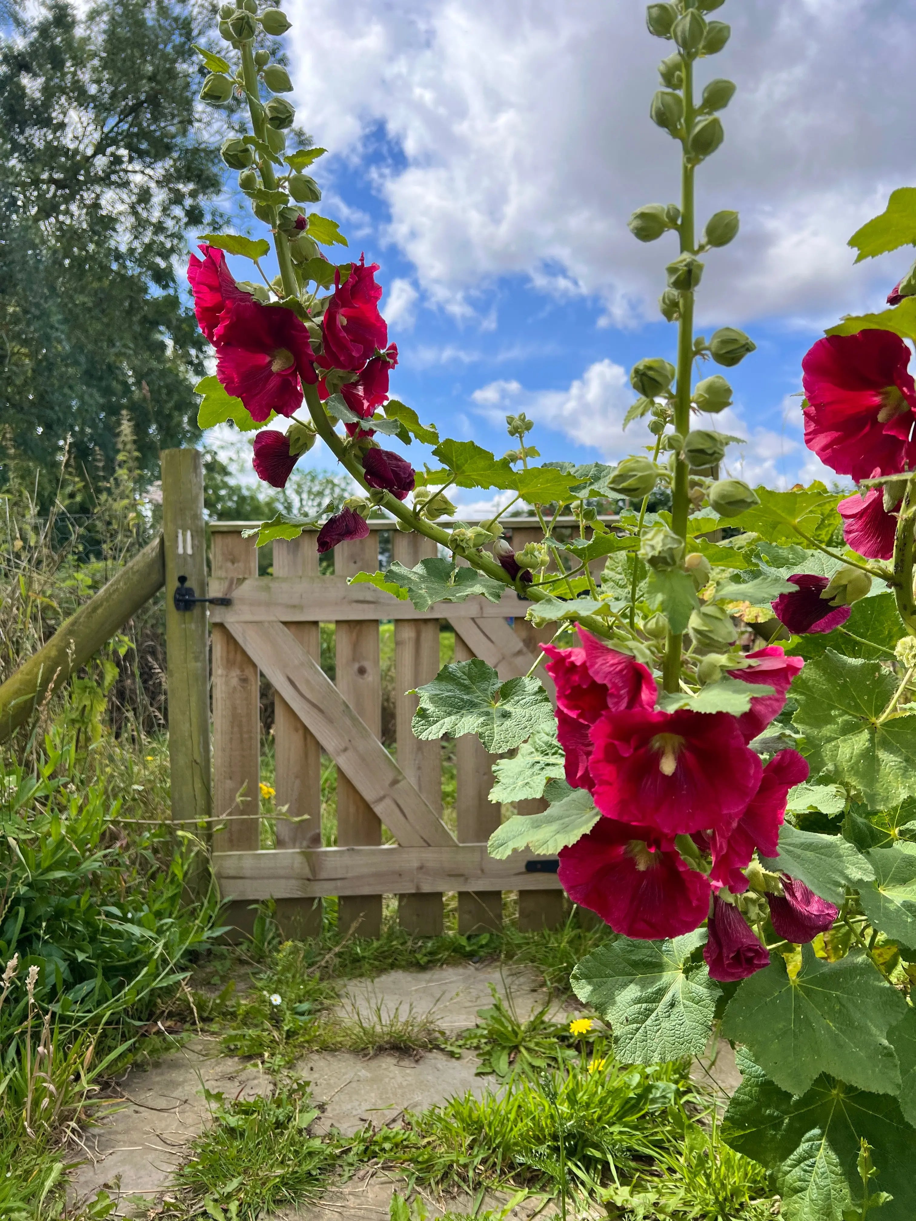 Hollyhock Bishy Barnabee Mix - Bishy Barnabees Cottage Garden Ltd