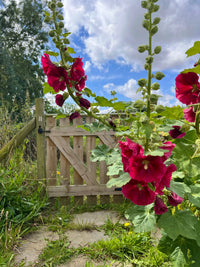 Tall stalks of bright red Hollyhock Bishy Barnabee Mix from Bishy Barnabees Cottage Garden bloom by a wooden gate, set amid green grass and foliage—perfect for adding classic charm to any country garden flowers scene, with trees and clouds above.