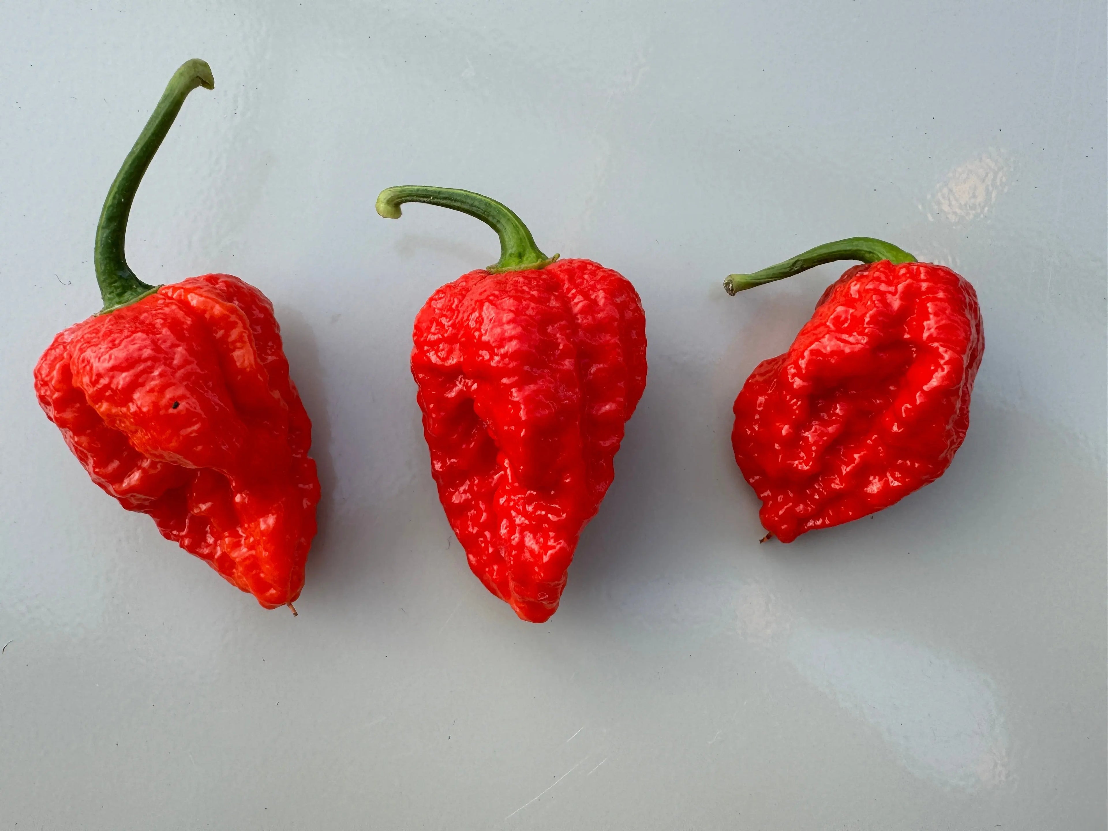 Bhutlah Red Chilli - Bishy Barnabees Cottage Garden Ltd
