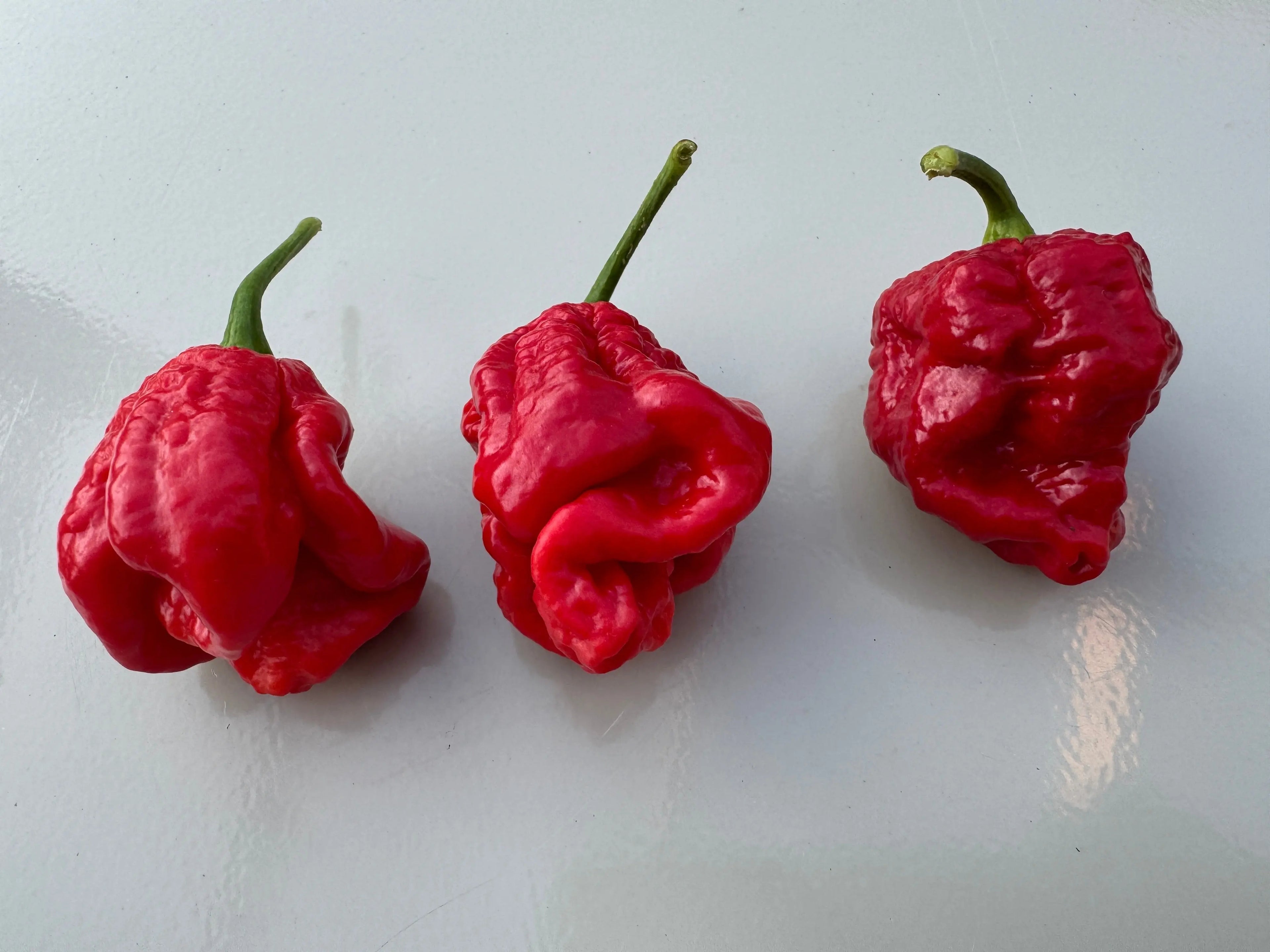 Armageddon Chilli - Bishy Barnabees Cottage Garden Ltd
