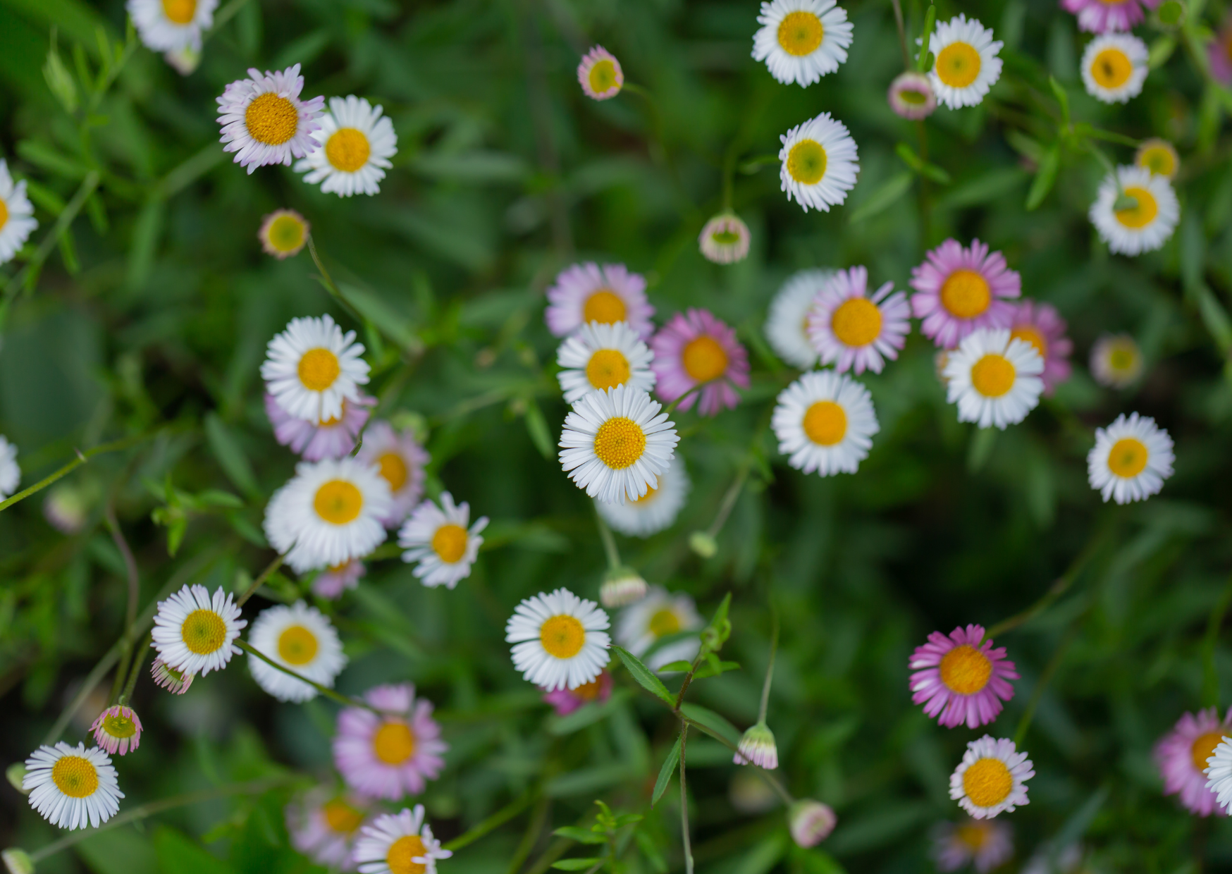 Erigeron Karvinskianus Profusion Bishy Barnabees Cottage Garden