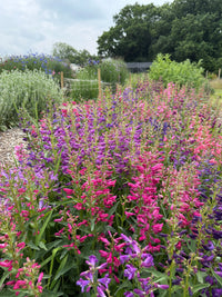 A vibrant late summer garden features dense clusters of pink and purple Penstemon Cambridge Mix flowers by Bishy Barnabees Cottage Garden, set amid green plants and trees below a lightly cloudy sky.