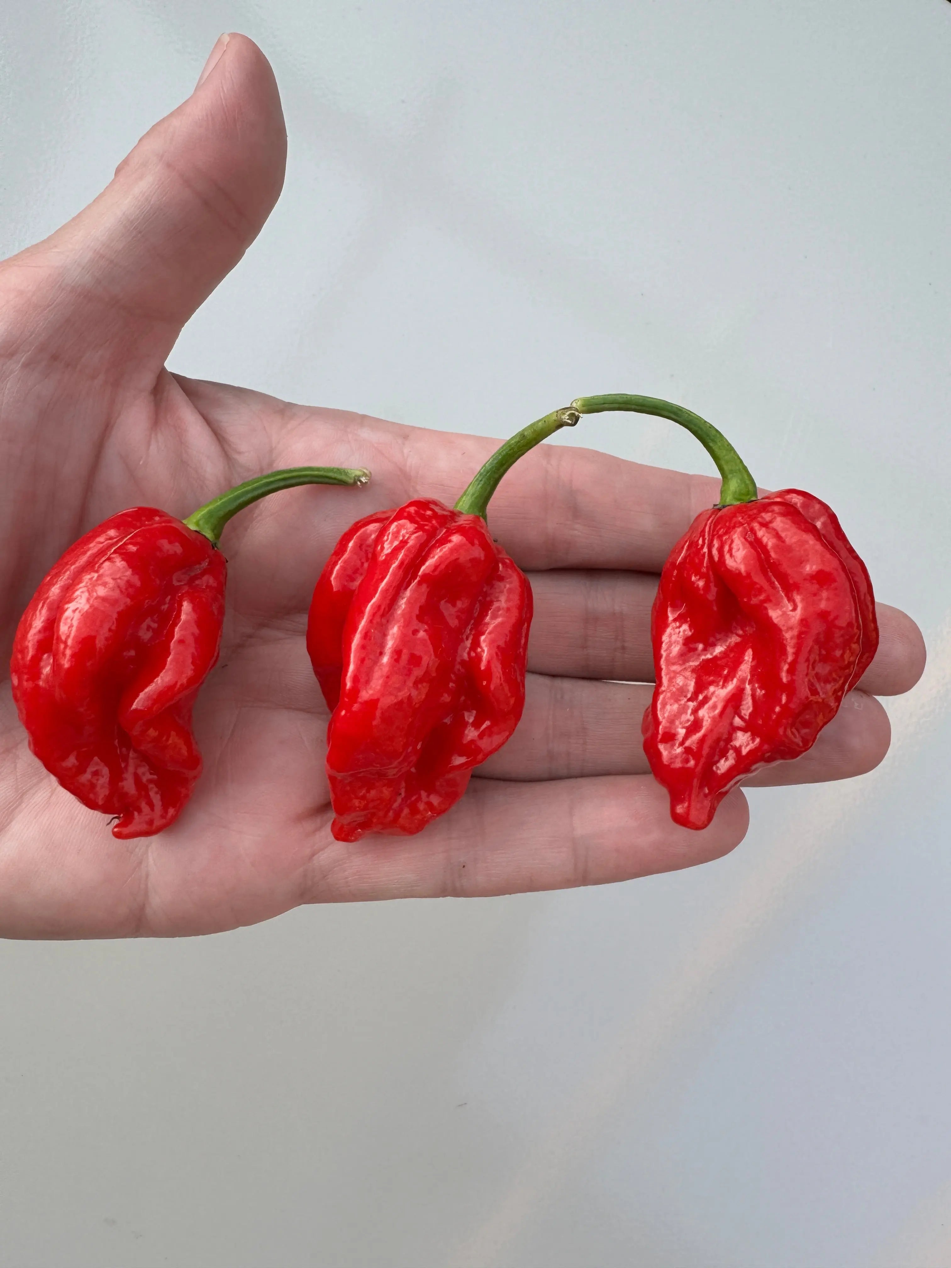 Trinidad Scorpion &
