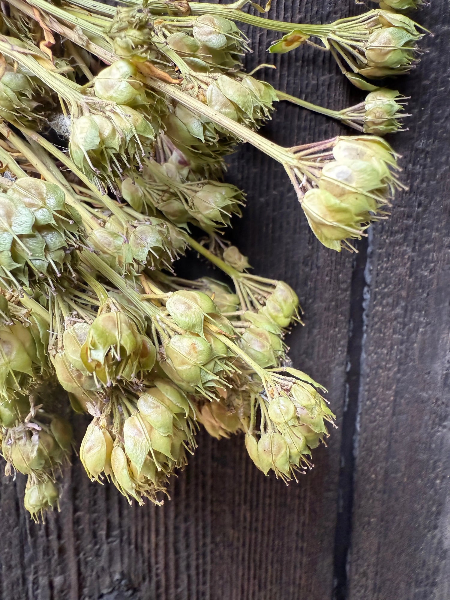 Close-up of green dried Candytuft on a wooden surface