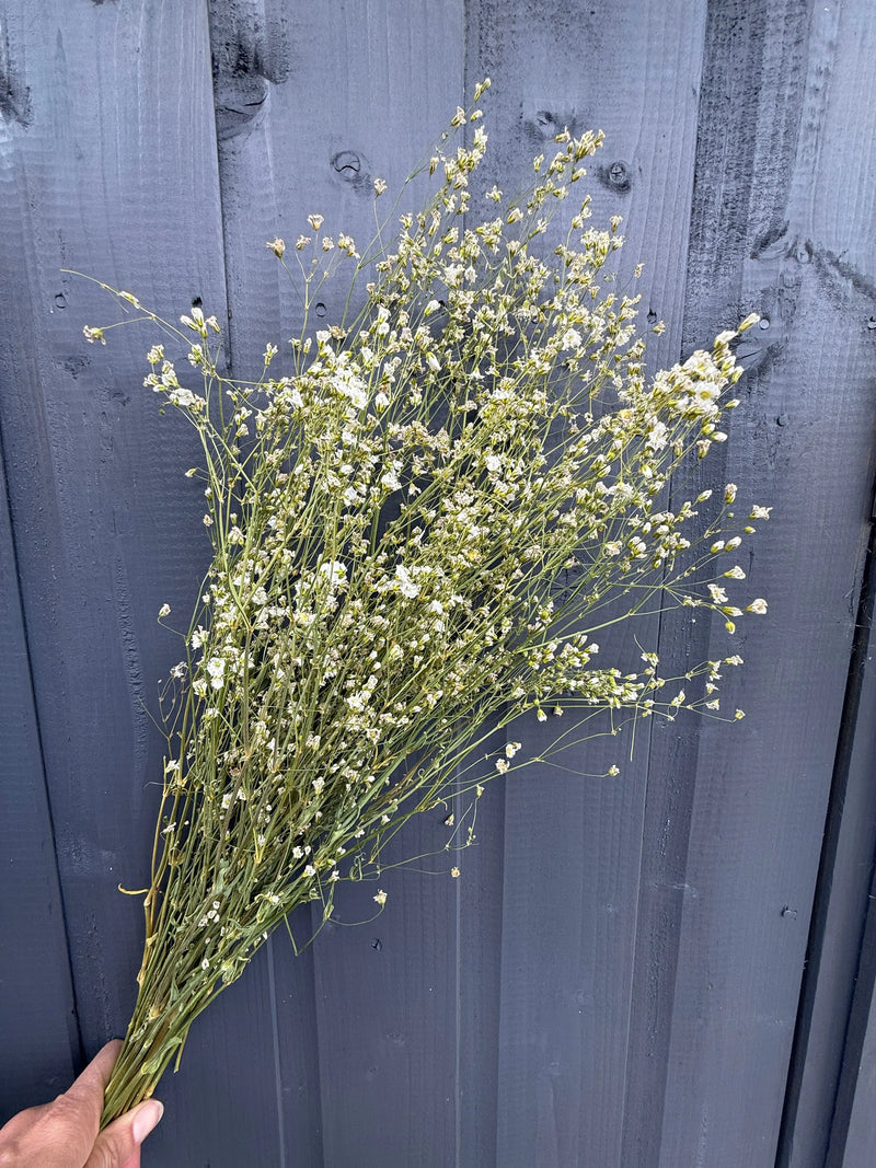 A hand holds a bunch of Gypsophila Dried from Bishy Barnabees Cottage Garden Ltd, featuring delicate small white flowers with thin green stems in front of a dark grey wooden fence.