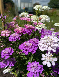 Close-up of Candytuft Crown Mixed flowers in vibrant purple, pink, and white by Bishy Barnabees Cottage Garden Ltd, blooming outdoors with a blurred green background and a modern glass building visible in the distance.