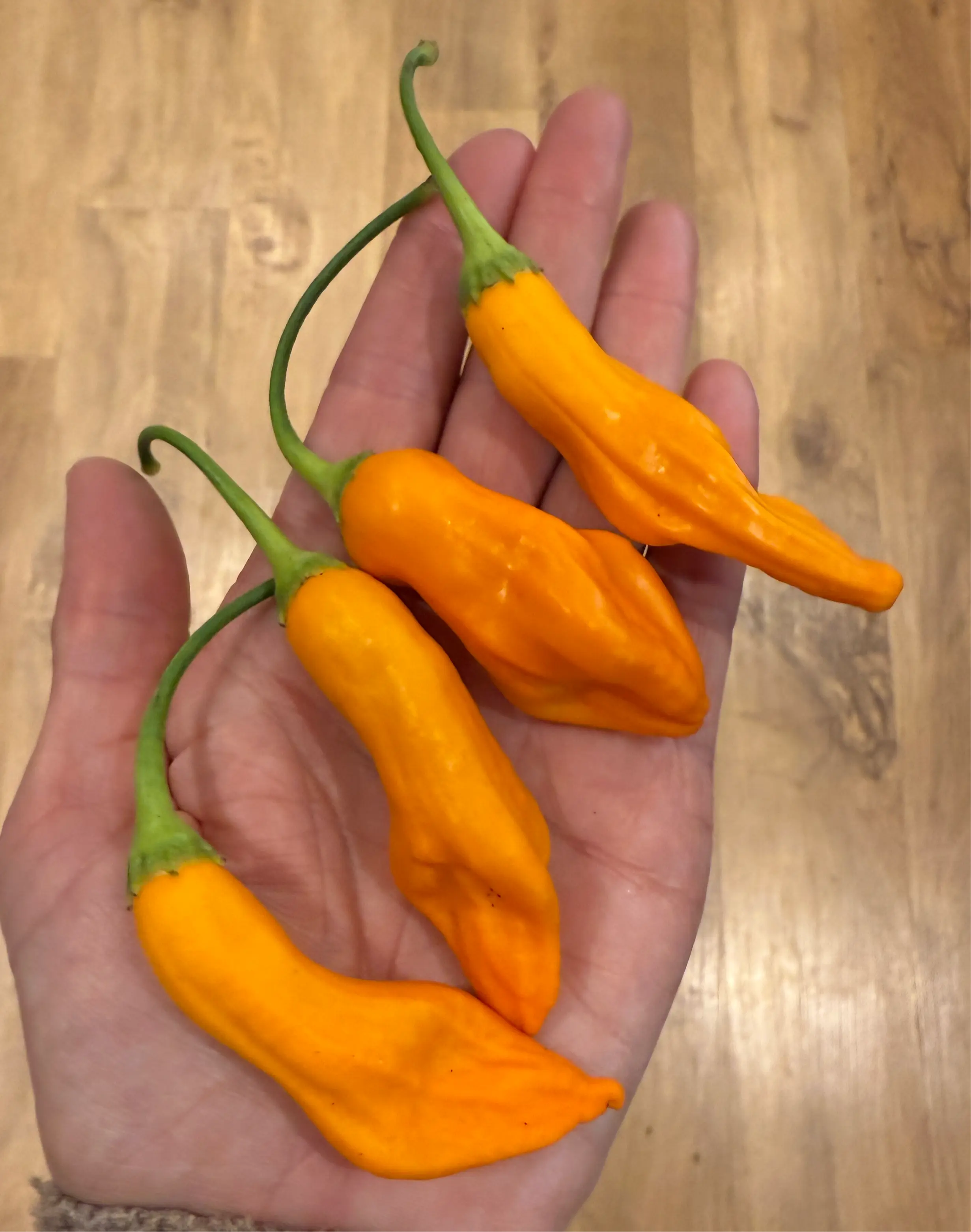 Aji Colorado Orange Chilli - Bishy Barnabees Cottage Garden Ltd