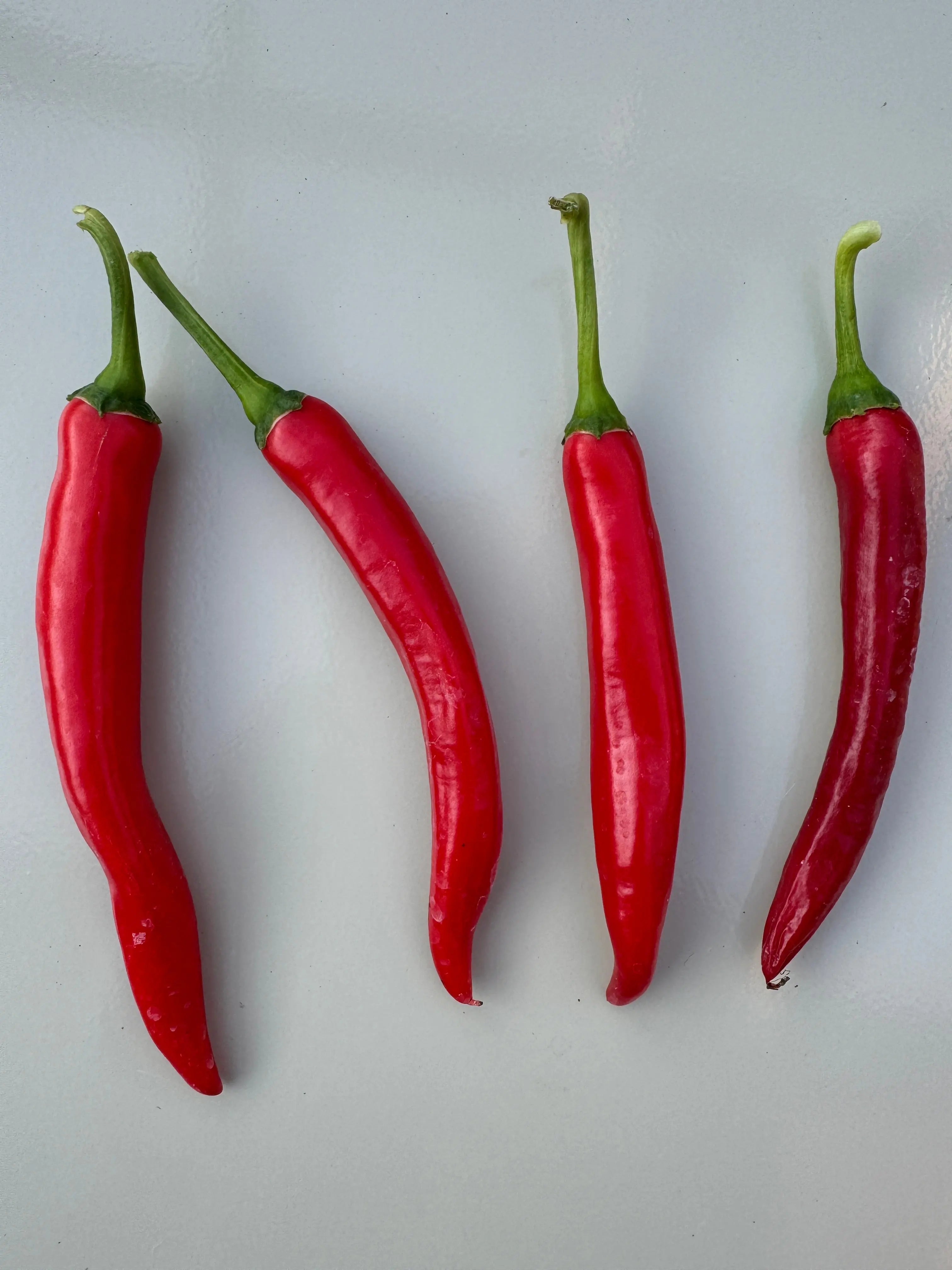XL Cheyenne Mutant Chilli - Bishy Barnabees Cottage Garden Ltd