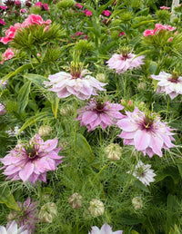 Pink and white Nigella Mulberry Rose (Love-in-a-mist) from Bishy Barnabees Cottage Garden bloom with feathery green foliage, antique rose-berry flowers, and burgundy-striped seed pods for a lush, colorful display.