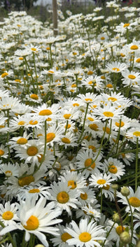 A dense field of blooming white Oxeye Daisies by Bishy Barnabees Cottage Garden features yellow centers and long green stems, creating a lush wildflower scene—perfect for rewilding your garden.