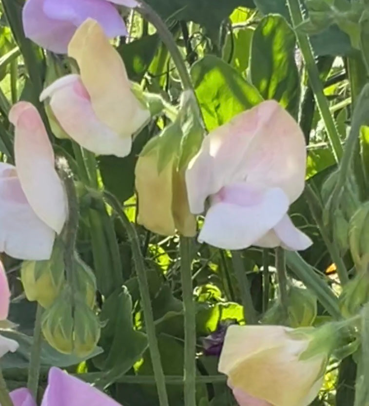 Sweet Pea Mollie Rilstone