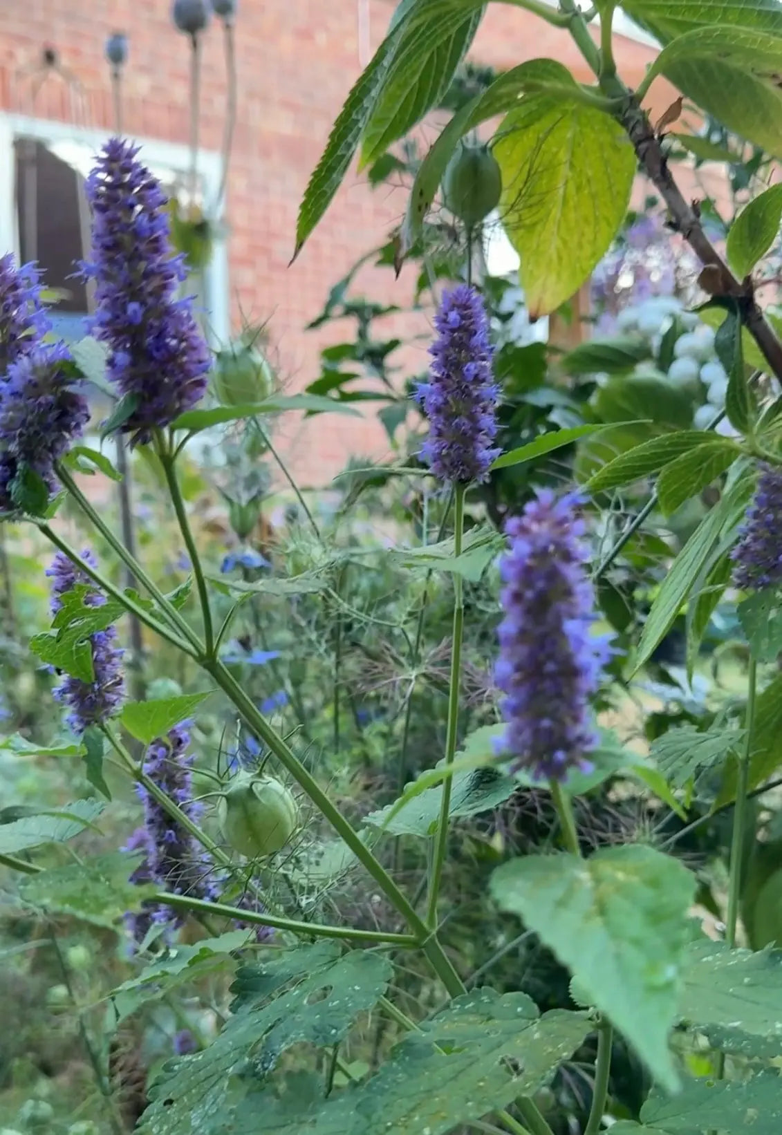 Agastache Liquorice Blue - Bishy Barnabees Cottage Garden Ltd