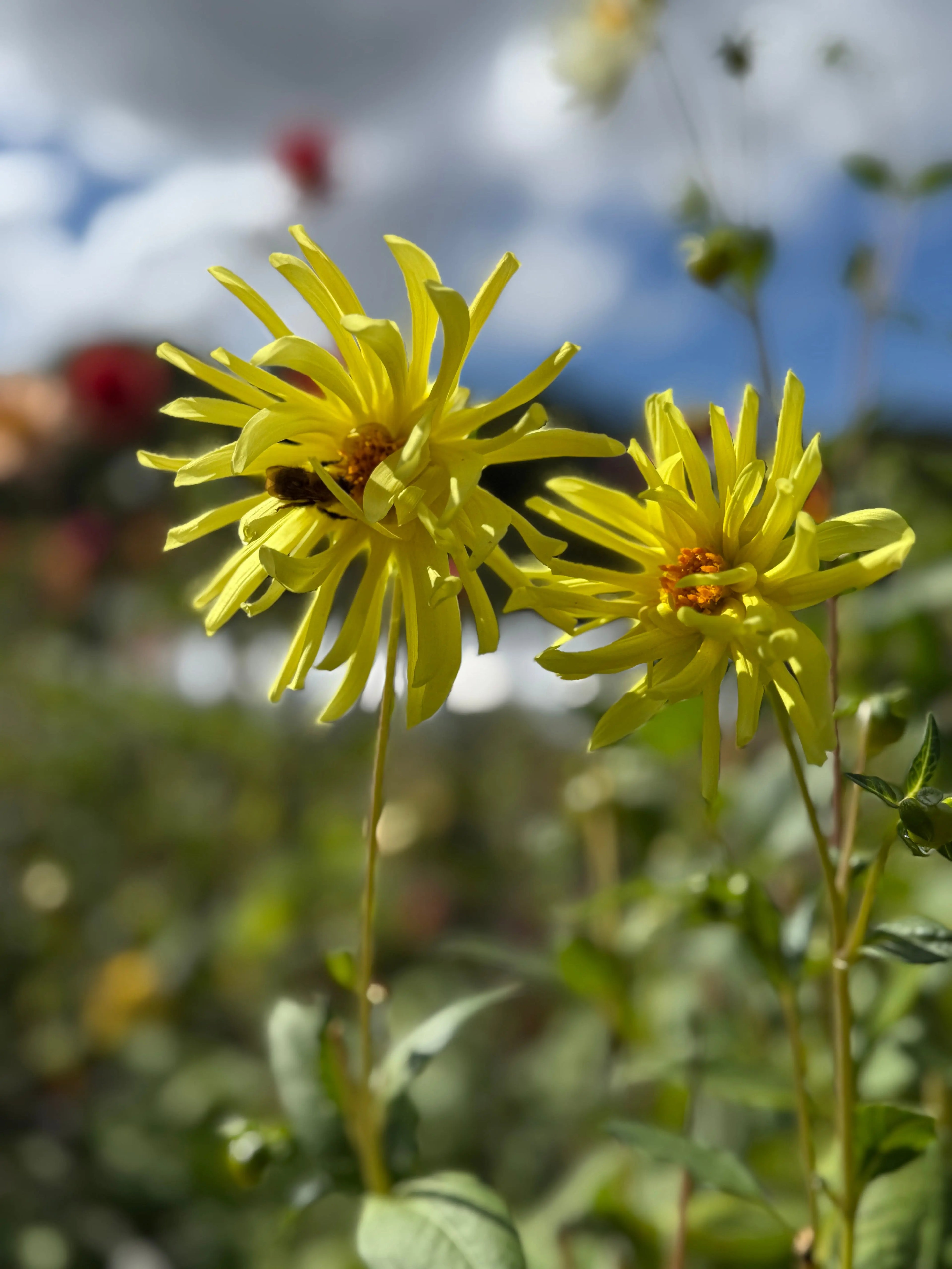 Dahlia Cactus Mixed Colours - Bishy Barnabees Cottage Garden Ltd