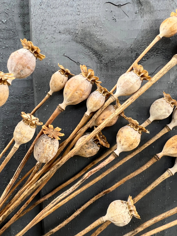 Bishy Barnabees Cottage Garden's Poppy Heads Dried (Small) are arranged diagonally, their long stems set against a textured dark gray background with visible raindrops behind the pods.