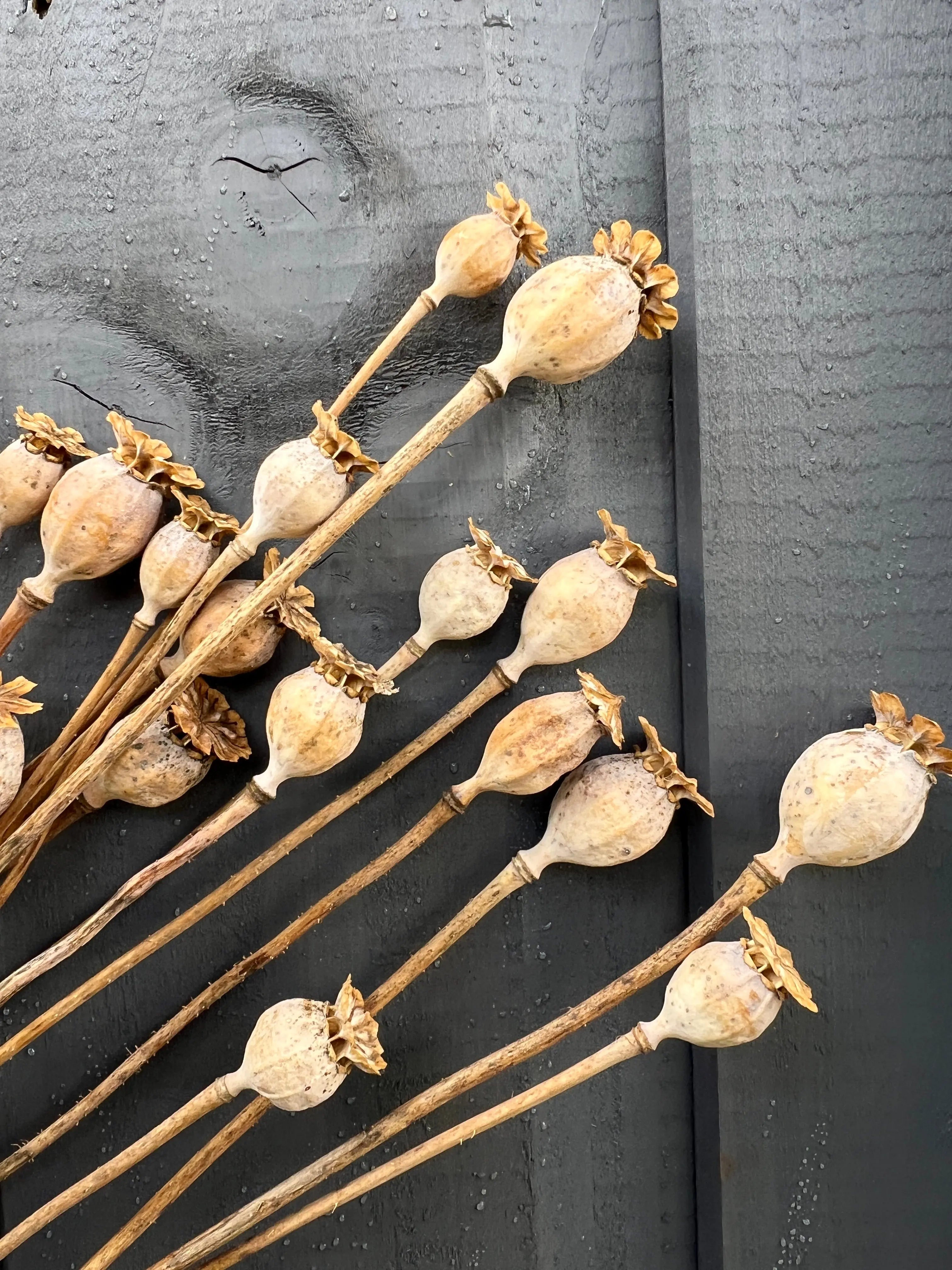 Poppy Heads Dried (Small) - Bishy Barnabees Cottage Garden Ltd