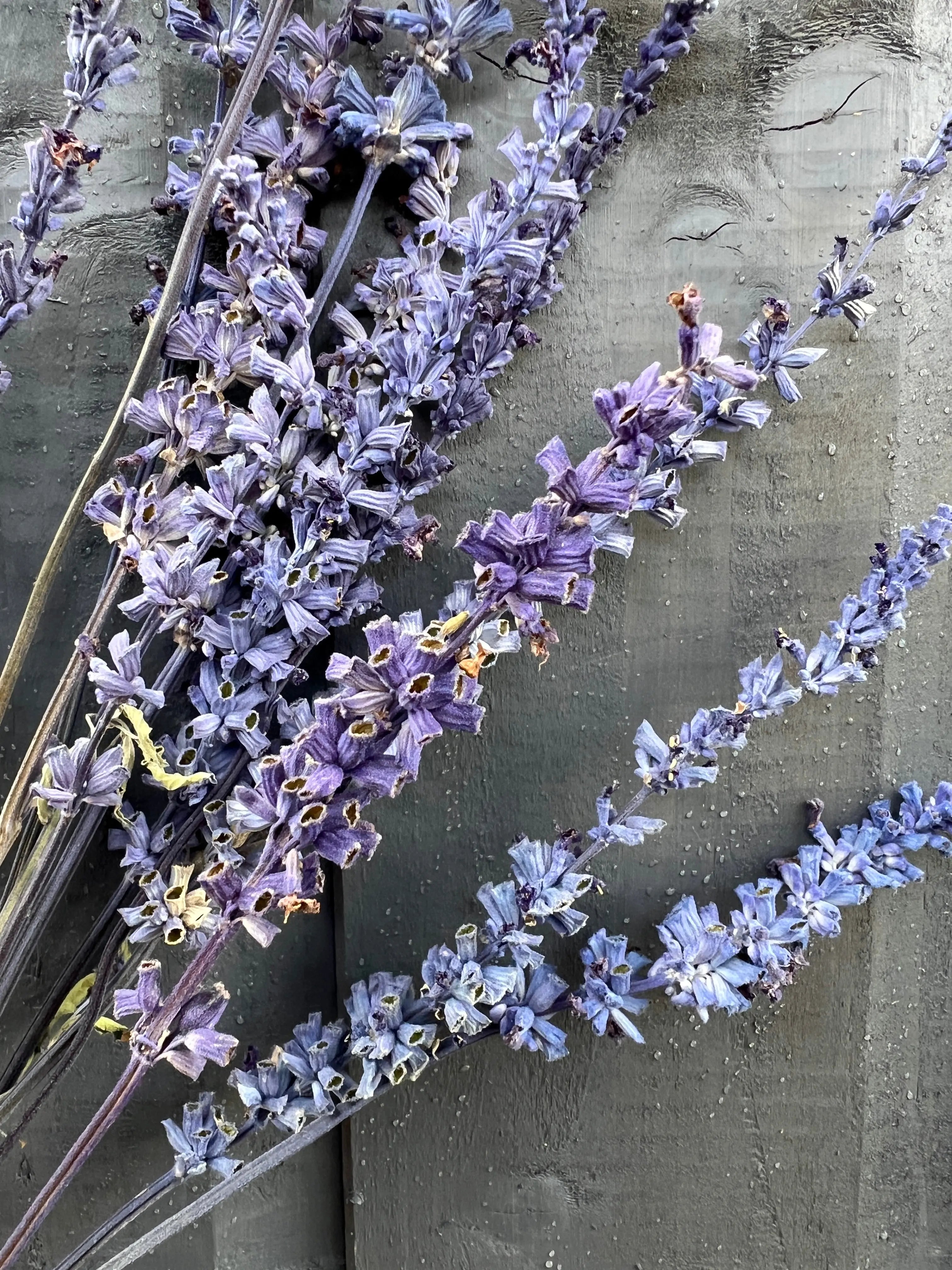 Salvia Dried - Bishy Barnabees Cottage Garden Ltd