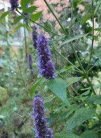 A close-up of tall, purple flower spikes of Agastache Liquorice Blue from Bishy Barnabees Cottage Garden Ltd, showing small blossoms among green leaves. The softly blurred background accentuates the vibrant flowers in the foreground.