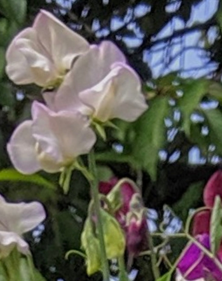 Sweet Pea Mollie Rilstone