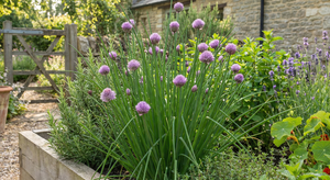 Chives