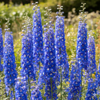 Delphinium Pacific Giant Summer Skies from Bishy Barnabees Cottage Garden features tall spikes of vibrant blue blooms, perfect for adding classic color and height to an English cottage-style garden. This hardy perennial thrives amid lush greenery.