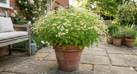 A large terracotta pot with blooming white and yellow Bishy Barnabees Cottage Garden Ltd Feverfew sits on a stone patio, surrounded by other potted plants, a wooden bench with a cushion, and a nearby watering can.