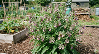 Comfrey by Bishy Barnabees Cottage Garden Ltd is a popular bumblebee nectar plant with clusters of purple flowers, shown here in a garden plot with raised beds, greenery, a shed, and compost area in the background.