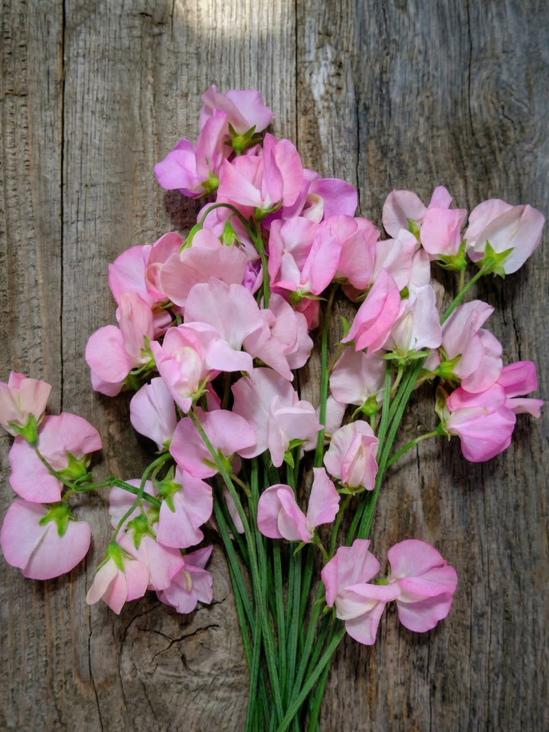 Sweet Pea Mollie Rilstone by Bishy Barnabees Cottage Garden Ltd displays frilled pink blooms with green stems, artfully arranged on rustic wood and gently lit to highlight their delicate beauty.