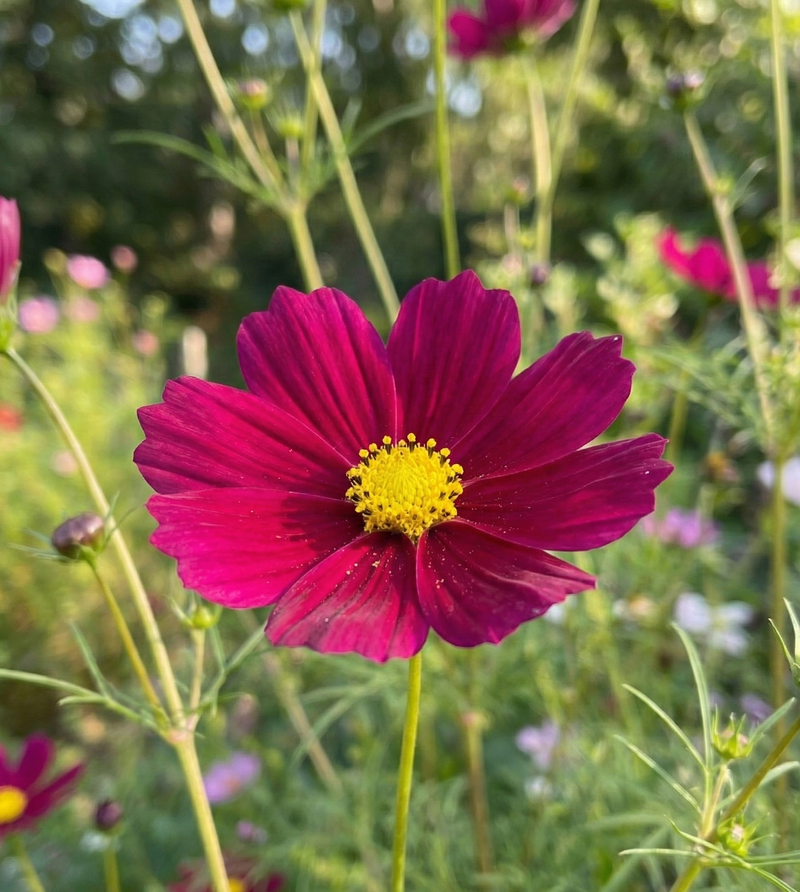 A close-up of the Cosmos Sensation Dazzler by Bishy Barnabees Cottage Garden Ltd showcases its vibrant magenta petals and bright yellow center, set against a blurred green background with more dazzling blooms and rich foliage.