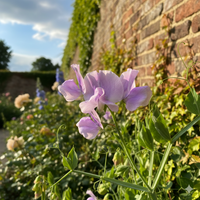 A close-up of Sweet Pea Heaven Scent by Bishy Barnabees Cottage Garden, showing delicate light purple blooms with green foliage and a sunlit brick wall covered in ivy on a bright, clear garden day.