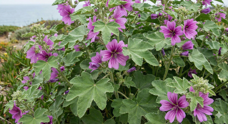 Lavatera Arborea by Bishy Barnabees Cottage Garden Ltd features clusters of purple, five-petaled flowers and broad, green, lobed leaves—a classic tree mallow for outdoor coastal gardens—shown against a blurred grassy and sky background.