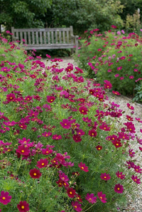 A gravel path winds through a garden dotted with Bishy Barnabees Cottage Garden Ltd's Cosmos Sensation Dazzler, displaying vibrant carmine-crimson blooms with yellow centers, leading to a bench surrounded by lush greenery.