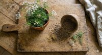 A rustic board holds a potted herb with white flowers and a tipped cup spilling Bishy Barnabees Cottage Garden Ltd Cumin, known for its earthy, nutty flavour, all resting on linen atop a weathered wood surface.