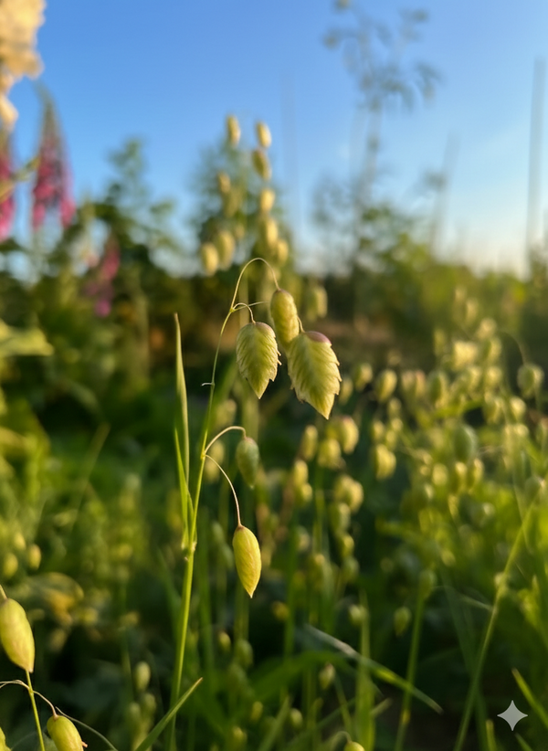 Close-up of Briza Maxima - Quaking Grass by Bishy Barnabees Cottage Garden Ltd, showing delicate oval seeds lit by golden sunlight against a blurred green meadow with hints of blue sky.
