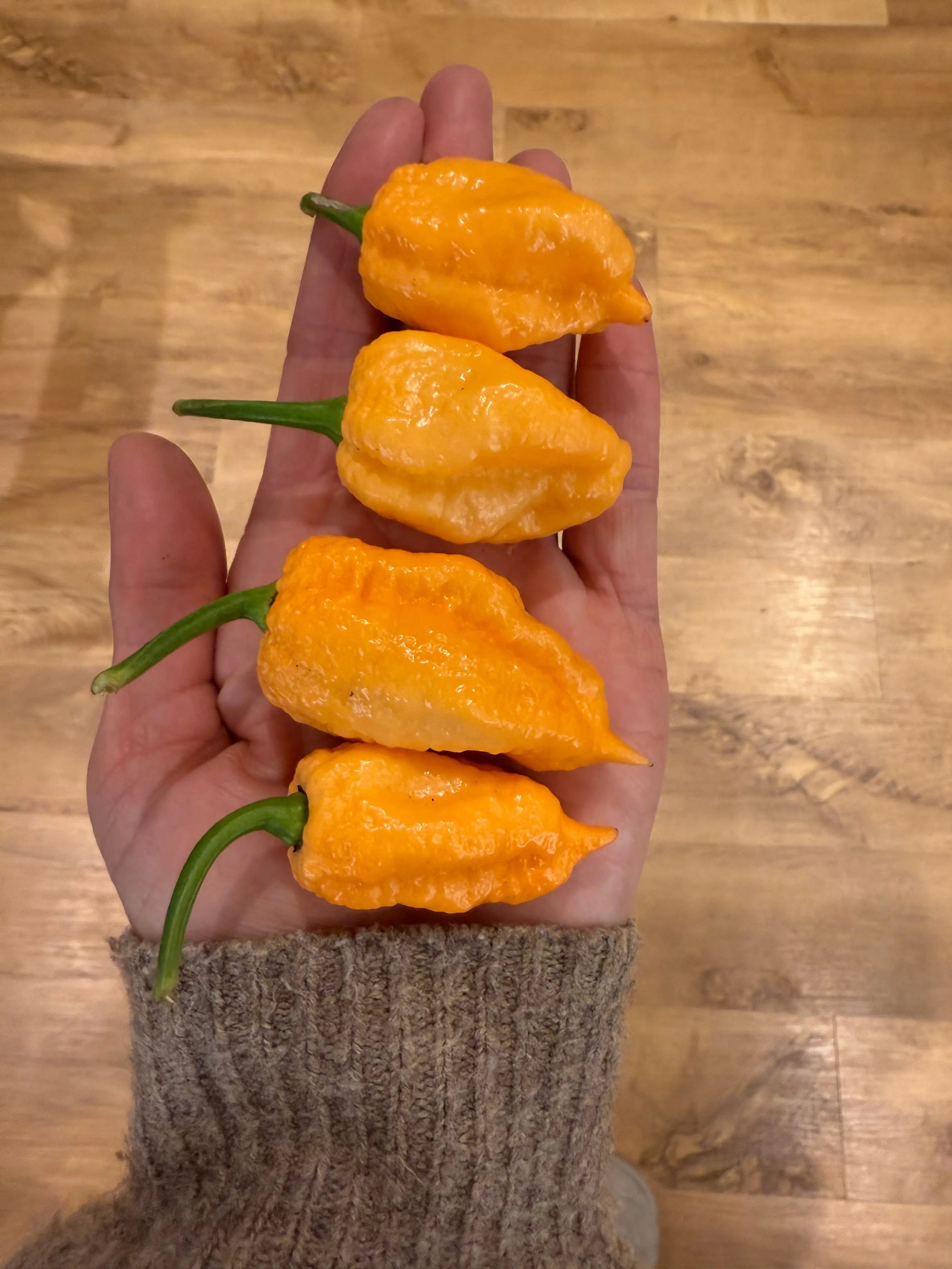 Pink Reaper Chilli - Bishy Barnabees Cottage Garden Ltd