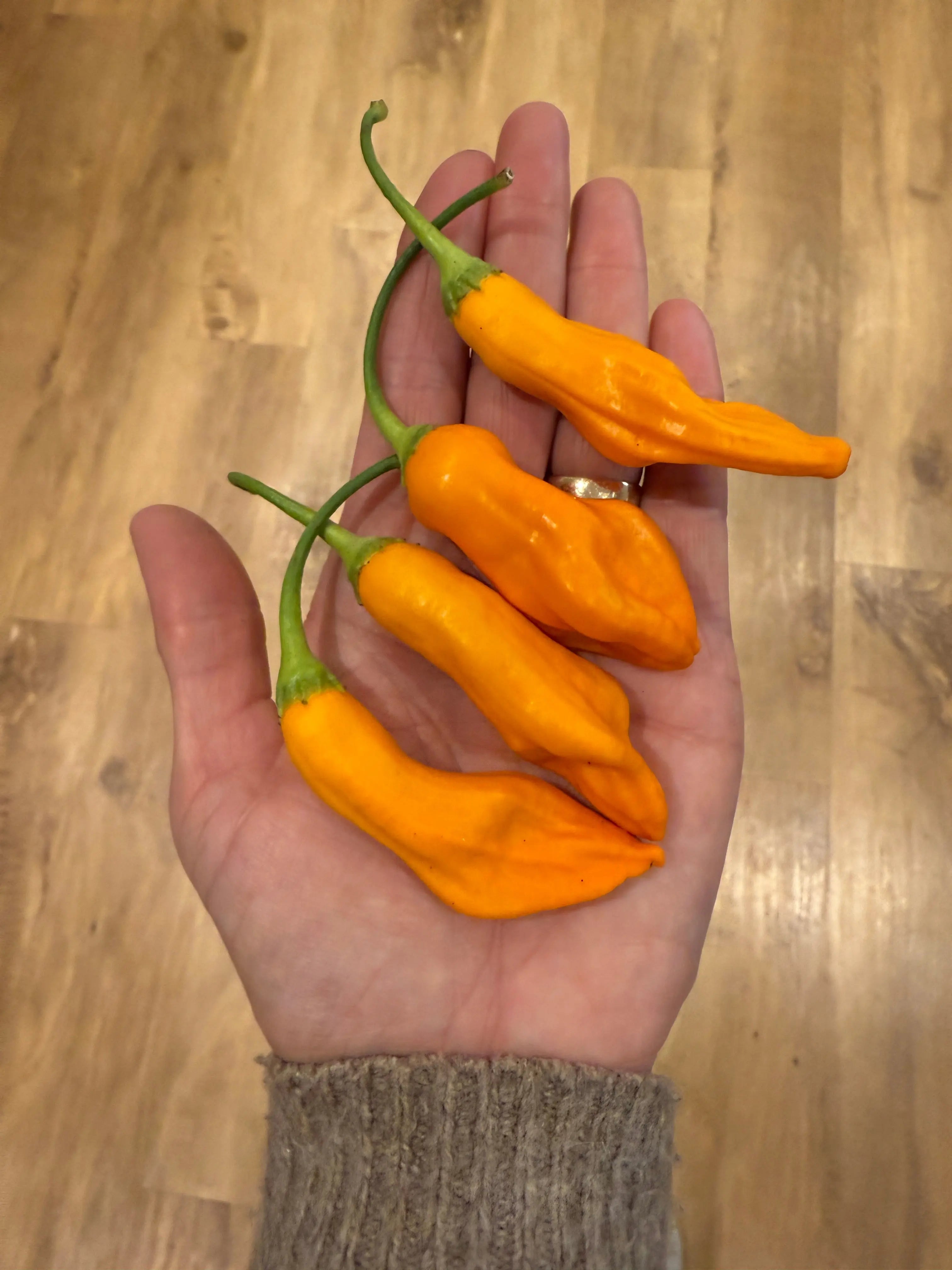 Aji Colorado Orange Chilli - Bishy Barnabees Cottage Garden Ltd